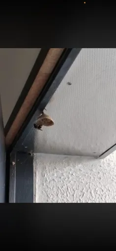 Attention, premier nid de frelon asiatique découvert à la Rochelle, Castelnaudary, ALERTE NUISIBLES