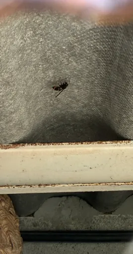 Première intervention à Castelnaudary : découverte d'une fondatrice vespa velutina, Castelnaudary, ALERTE NUISIBLES