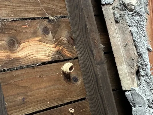 Découverte de nid de frelons asiatiques dans un garage à Castelnaudary, Castelnaudary, ALERTE NUISIBLES
