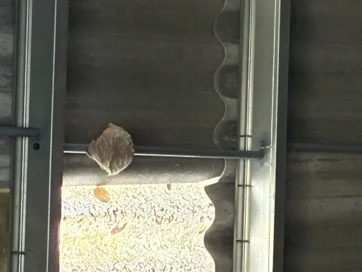 Intervention pour un nid de frelons asiatiques à Revel, Castelnaudary, ALERTE NUISIBLES