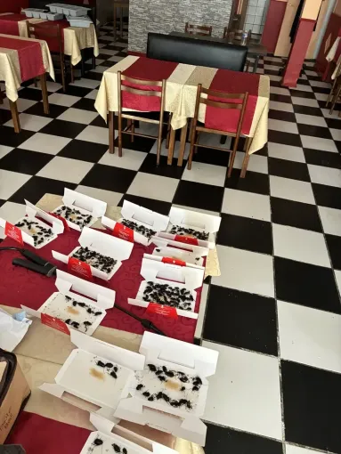 Intervention à Castelnaudary : désinsectisation réussie dans un restaurant et des appartements, Castelnaudary, ALERTE NUISIBLES