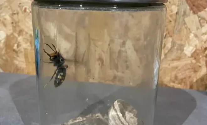Attention, premier nid de frelon asiatique découvert à la Rochelle, Castelnaudary, ALERTE NUISIBLES