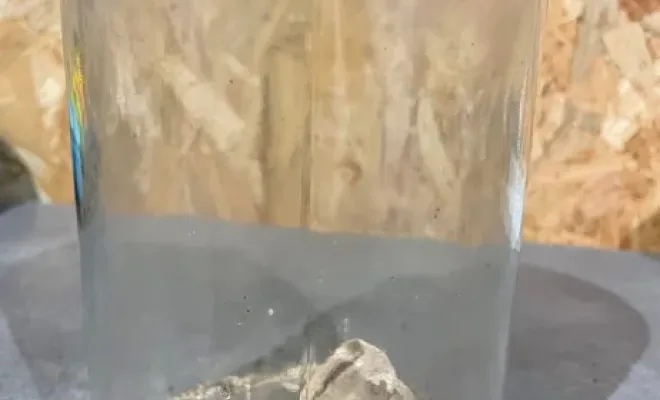 Attention, premier nid de frelon asiatique découvert à la Rochelle, Castelnaudary, ALERTE NUISIBLES