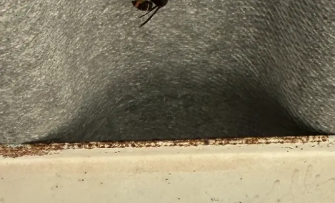 Première intervention à Castelnaudary : découverte d'une fondatrice vespa velutina, Castelnaudary, ALERTE NUISIBLES