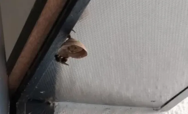 Première intervention à Castelnaudary : découverte d'une fondatrice vespa velutina, Castelnaudary, ALERTE NUISIBLES