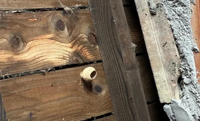 Découverte de nid de frelons asiatiques dans un garage à Castelnaudary, Castelnaudary, ALERTE NUISIBLES