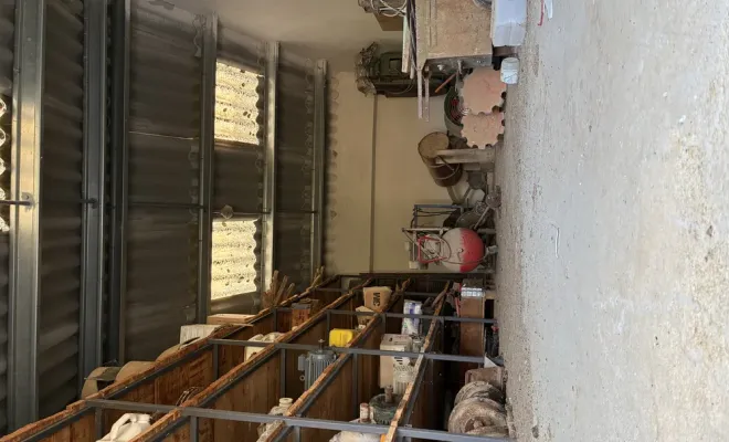 Intervention pour un nid de frelons asiatiques à Revel, Castelnaudary, ALERTE NUISIBLES