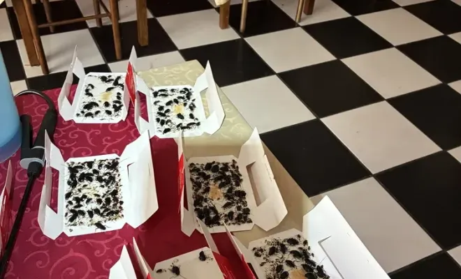 Intervention à Castelnaudary : désinsectisation réussie dans un restaurant et des appartements, Castelnaudary, ALERTE NUISIBLES