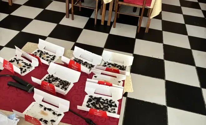 Intervention à Castelnaudary : désinsectisation réussie dans un restaurant et des appartements, Castelnaudary, ALERTE NUISIBLES